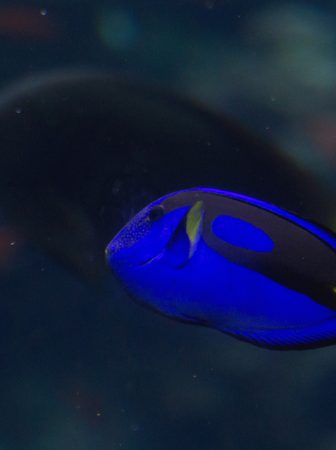 ファインディングドリー　障害