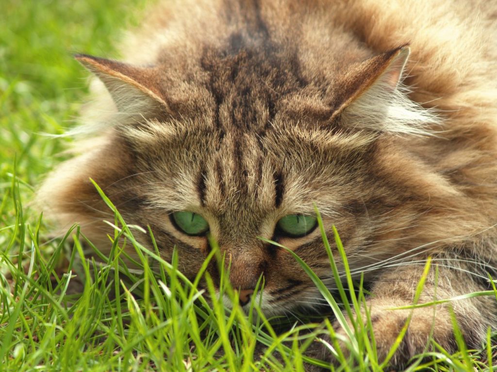 cat-portrait-with-green-eyes-matching-green-background_zjngakv_