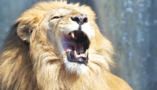 百獣の王ライオンも新型コロナウイルスに感染　バルセロナ
