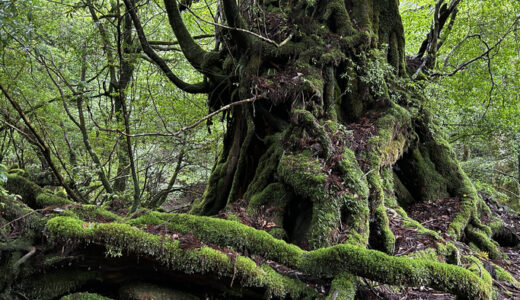 鹿児島の屋久杉 -1000年を超える銘木-